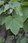 Tungoil tree